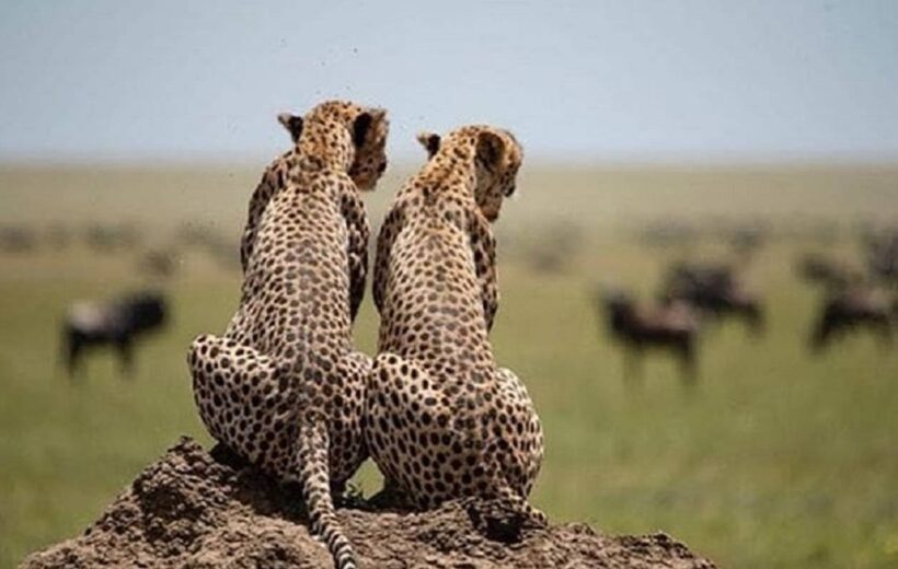 4-Day Luxury  Serengeti Safari