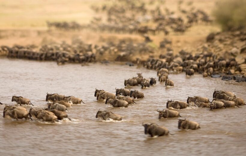 4-Day Serengeti Wildebeests Migration