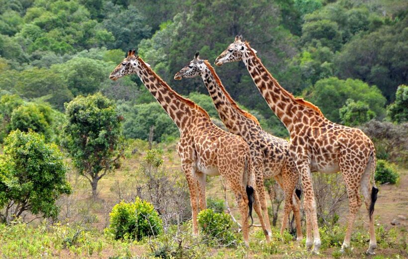 1-Day Lake Manyara National Park Safari