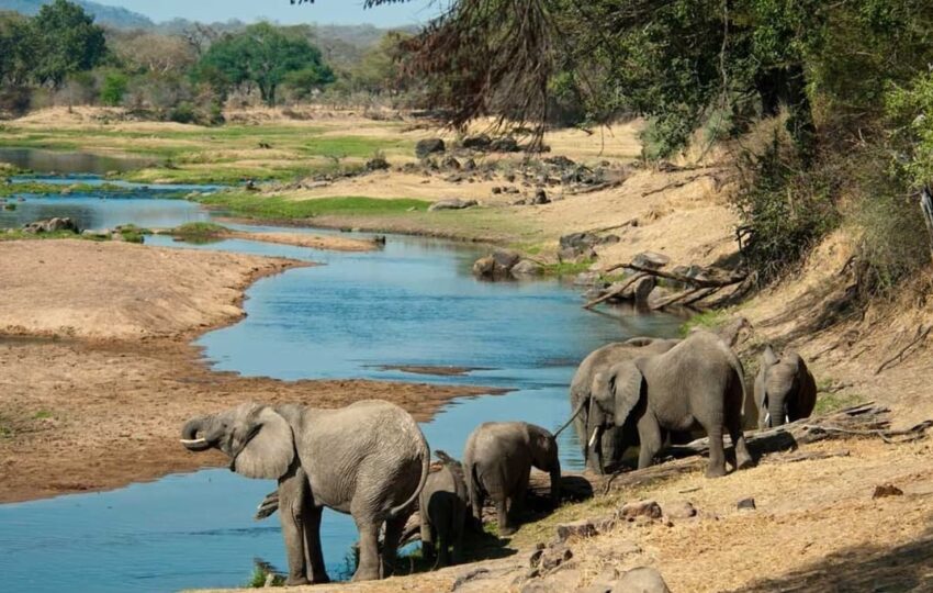 tanzania-safari-lions-serengeti safari 1