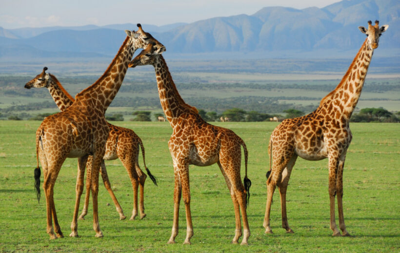 4-Day Midrange Tarangire, Serengeti & Ngorongoro Safari