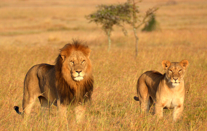 3-Day Private Serengeti & Ngorongoro Crater