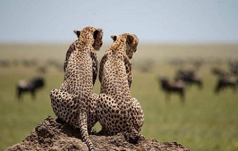 4-Day Luxury Serengeti Safari