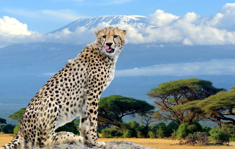 9-Day Kilimanjaro via Lemosho Route