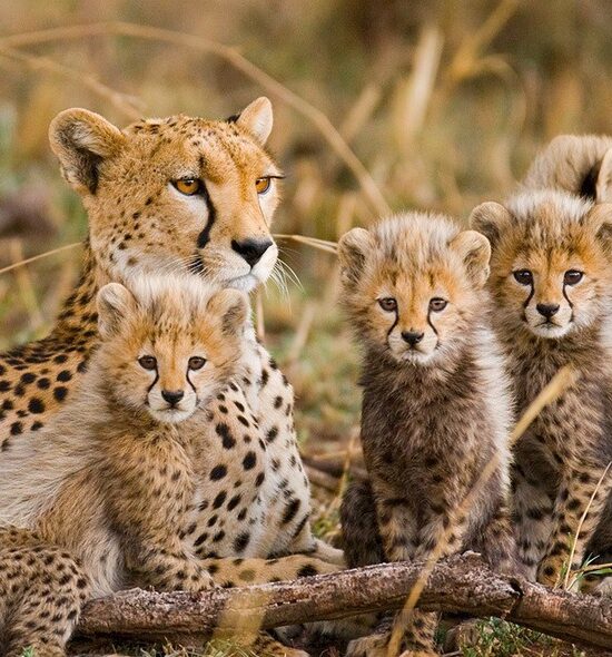 serengeti National Park 8 Travel insurance