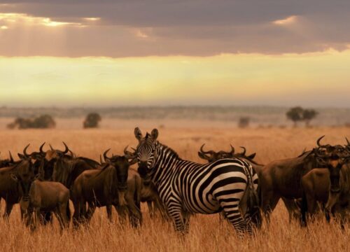 Is Tanzania Safe for Safari Travelers in 2025? What You Need to Know Before You Go 1 Is Tanzania Safe for Safari Travelers in 2025? What You Need to Know Before You Go