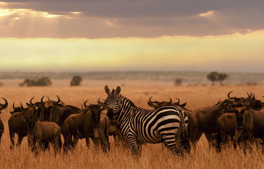 Is Tanzania Safe for Safari Travelers in 2025? What You Need to Know Before You Go 4 result location serengeti national park