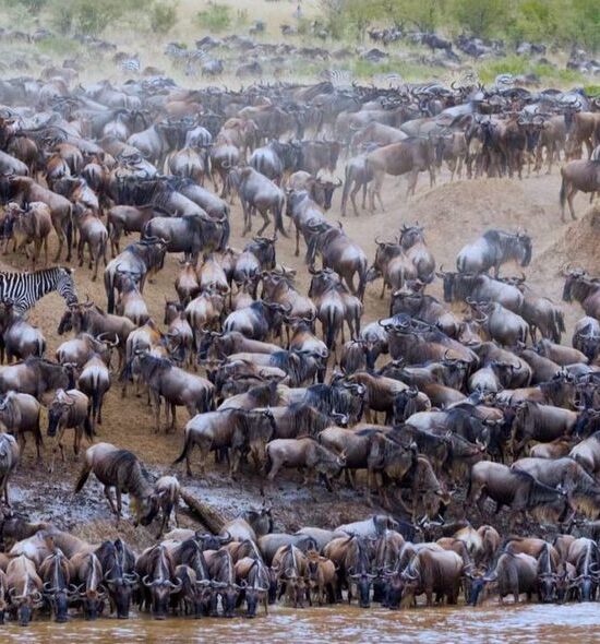 serengeti National Park 7 Wildebeest Migration