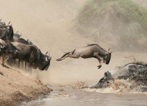 6 Days Mid-Range Safari – Great Migration Experience 6 6 Days Mid-Range Safari – Great Migration Experience