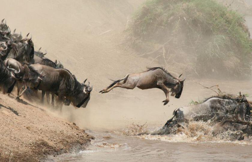 serengeti National Park 3 5