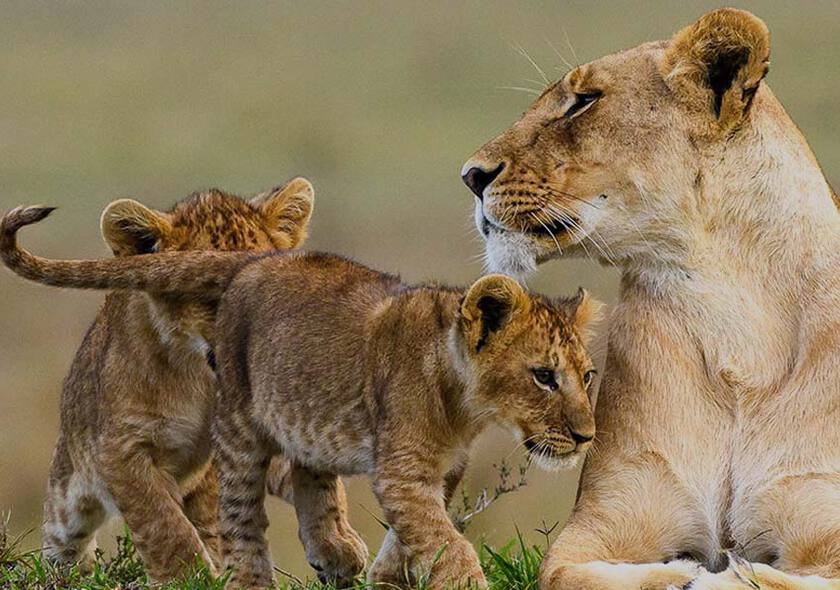 serengeti National Park 1 5