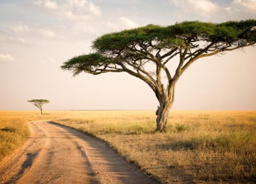 Best Time to Visit Tanzania for Wildlife, Weather & Budget 2 Best Time to Visit Tanzania for Wildlife, Weather & Budget