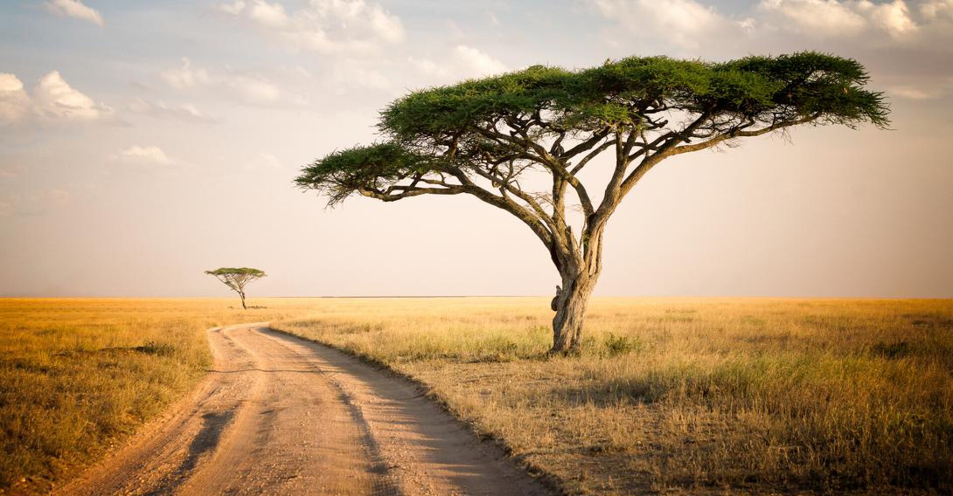Best Time to Visit Tanzania for Wildlife, Weather & Budget 3 Northern serengeti image3