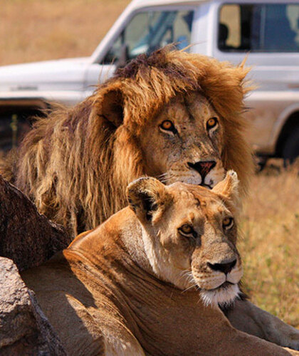 Home 6 Serengeti