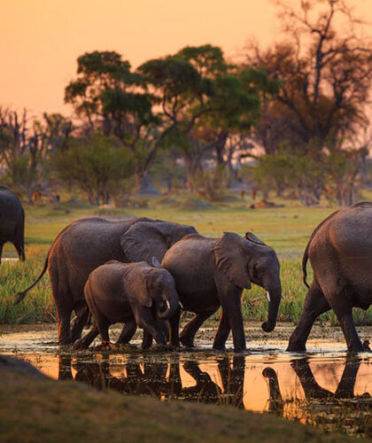 Tarangire national park 6 result tarangire vacation