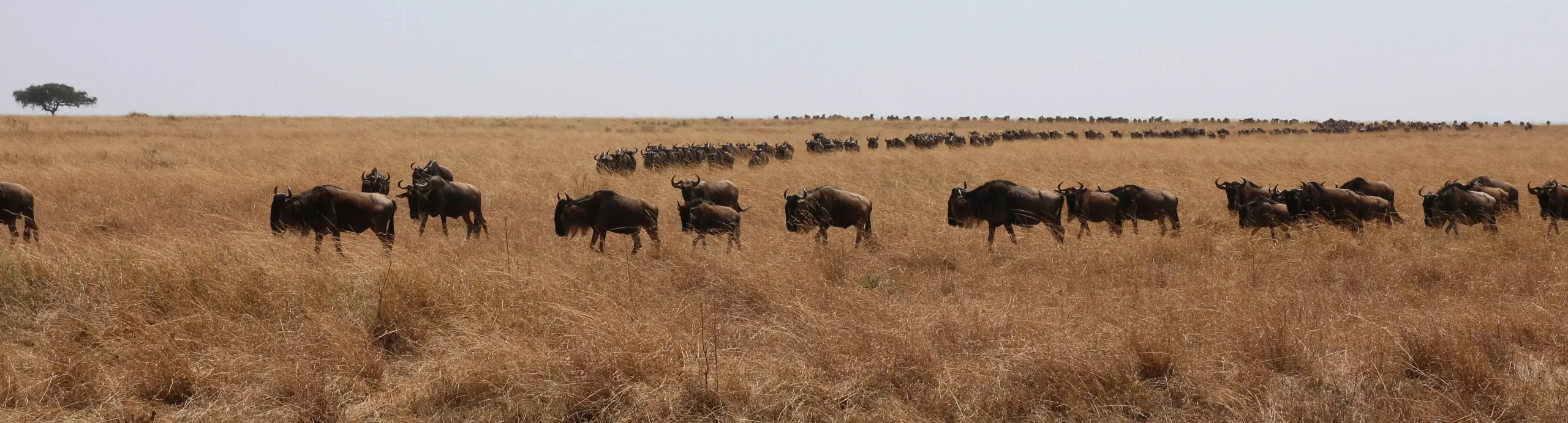 Northern Serengeti migration safari