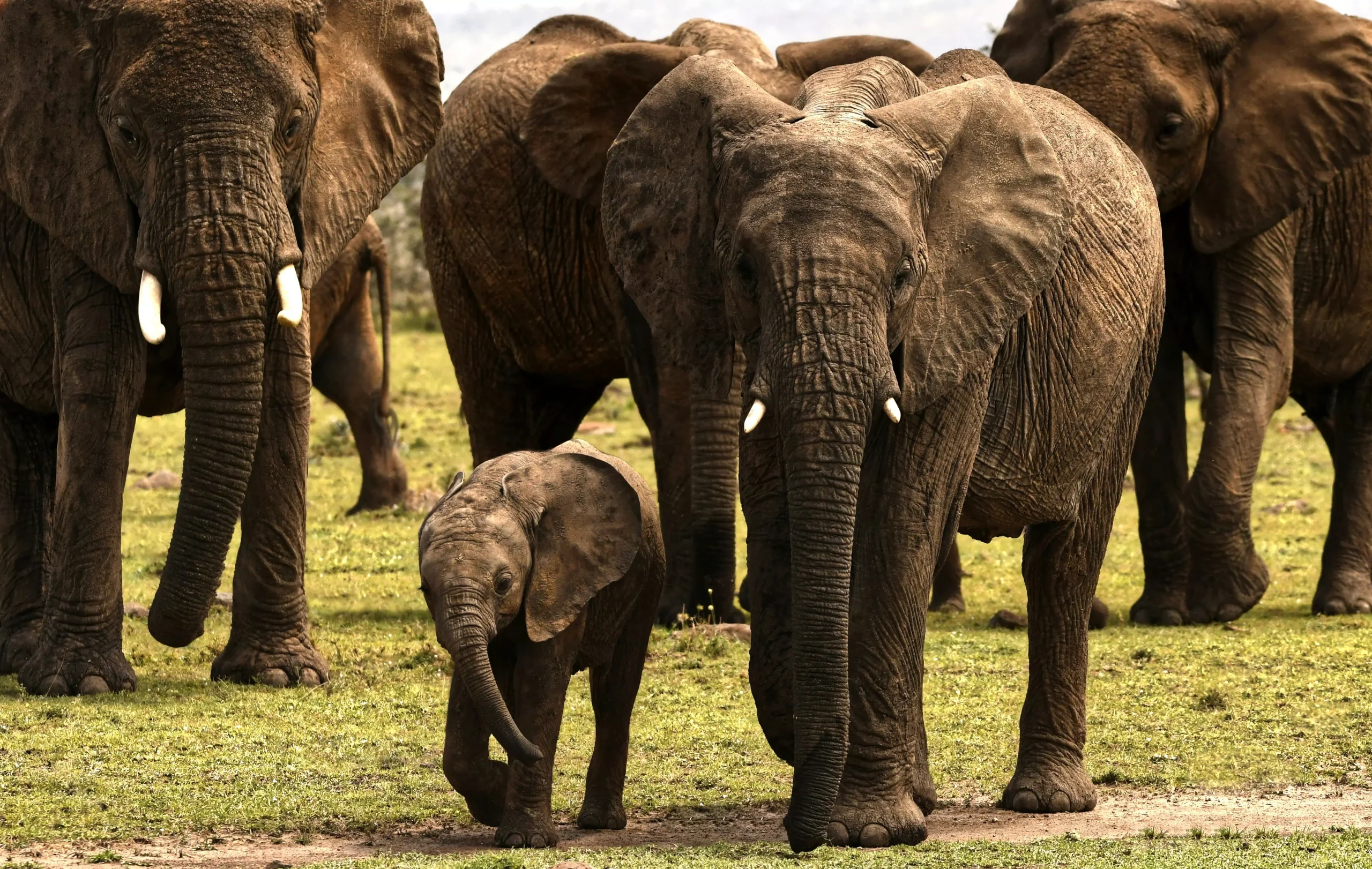 Safari across northern Tanzania