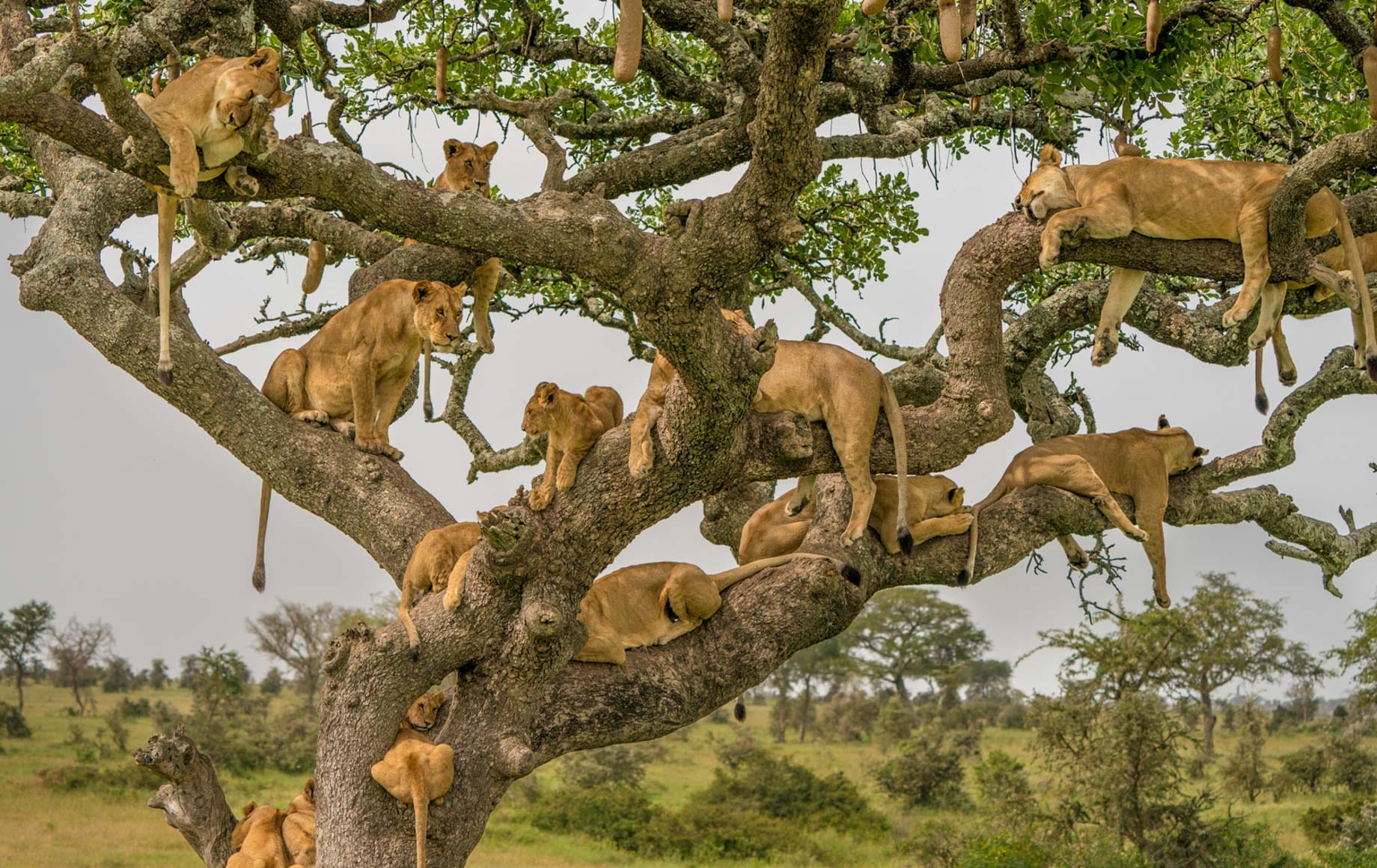 Serengeti calving season safari