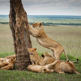 serengeti-Luxury-safari-tour7